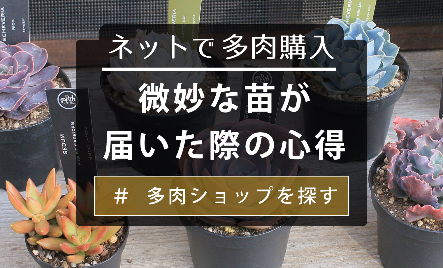 ネットで多肉購入】微妙な苗が届いた際の心得 | 山梨で多肉植物を