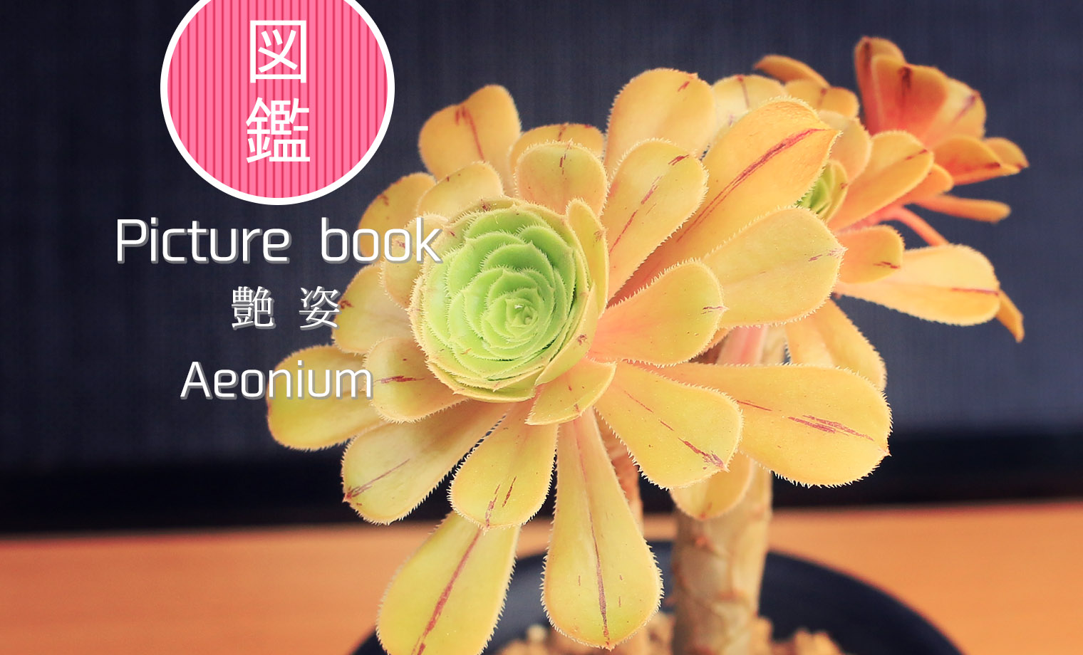 図鑑】艶姿【あですがた】｜アエオニウム属