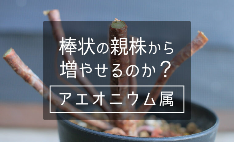 アエオニウム属なら 棒状の親株から増やせるのか 山梨で多肉植物を育てるblog