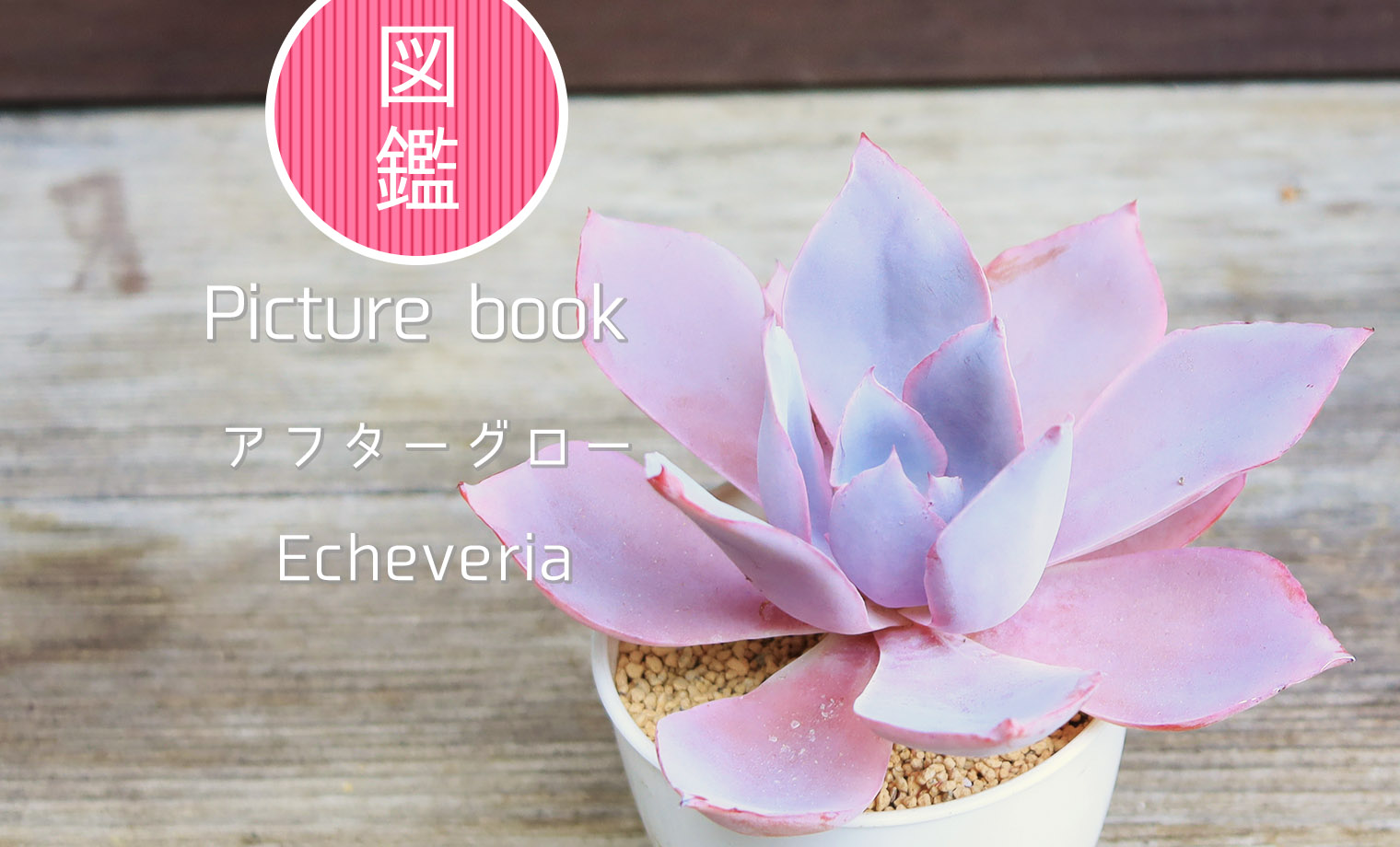 アフターグロー アフターグロウ 薄葉 葉挿し苗 エケベリア 多肉植物 多肉図鑑】アフターグロー（エケベリア属）