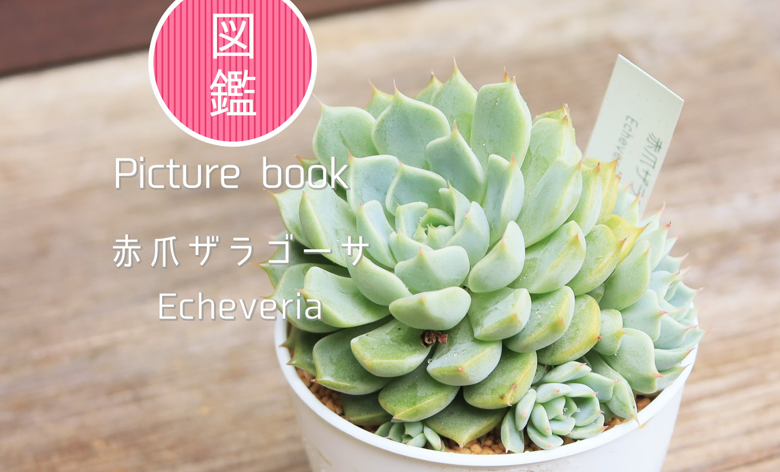 ザラゴーサ　多肉 多肉植物 エケベリア ザラゴーサxクスピダータ メンチャカ - メルカリ