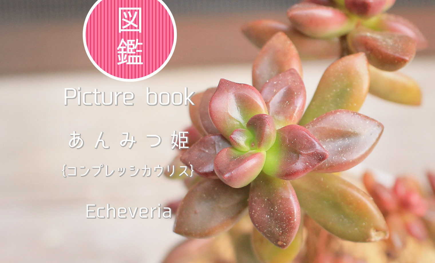 多肉植物 スプリングワンダー カット (多肉植物カット苗 多肉植物 スプリングワンダー カット (多肉植物カット苗