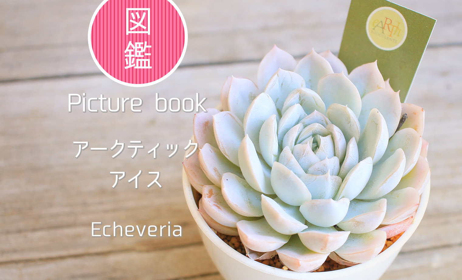 多肉図鑑】アークティックアイス（エケベリア属）