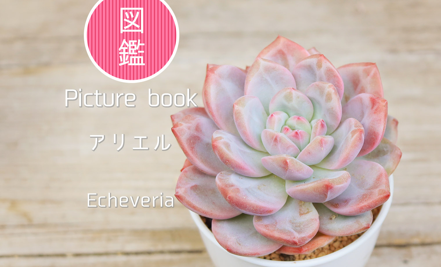 多肉図鑑】アリエル（エケベリア属）