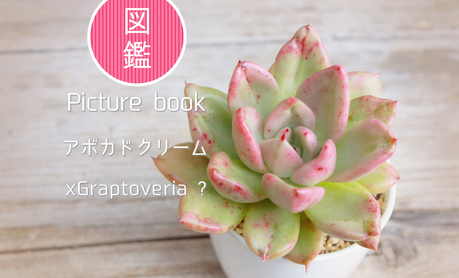 図鑑】アボカドクリーム（グラプトベリア属？）