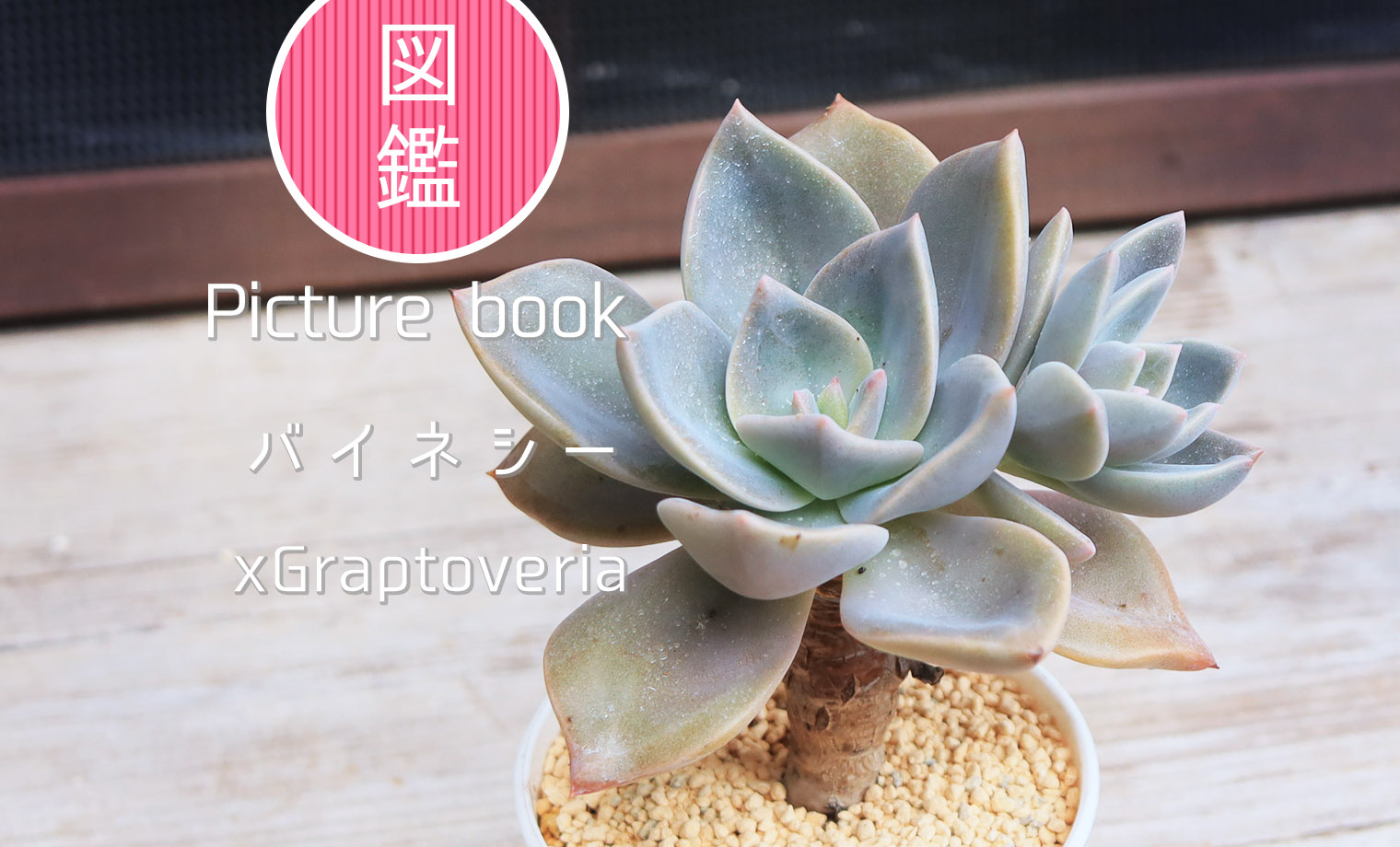 ダイヤモンドアートクラブ【多肉植物】 090:Sempervivum 'Silver Rain' (センペルビウム シルバーライン