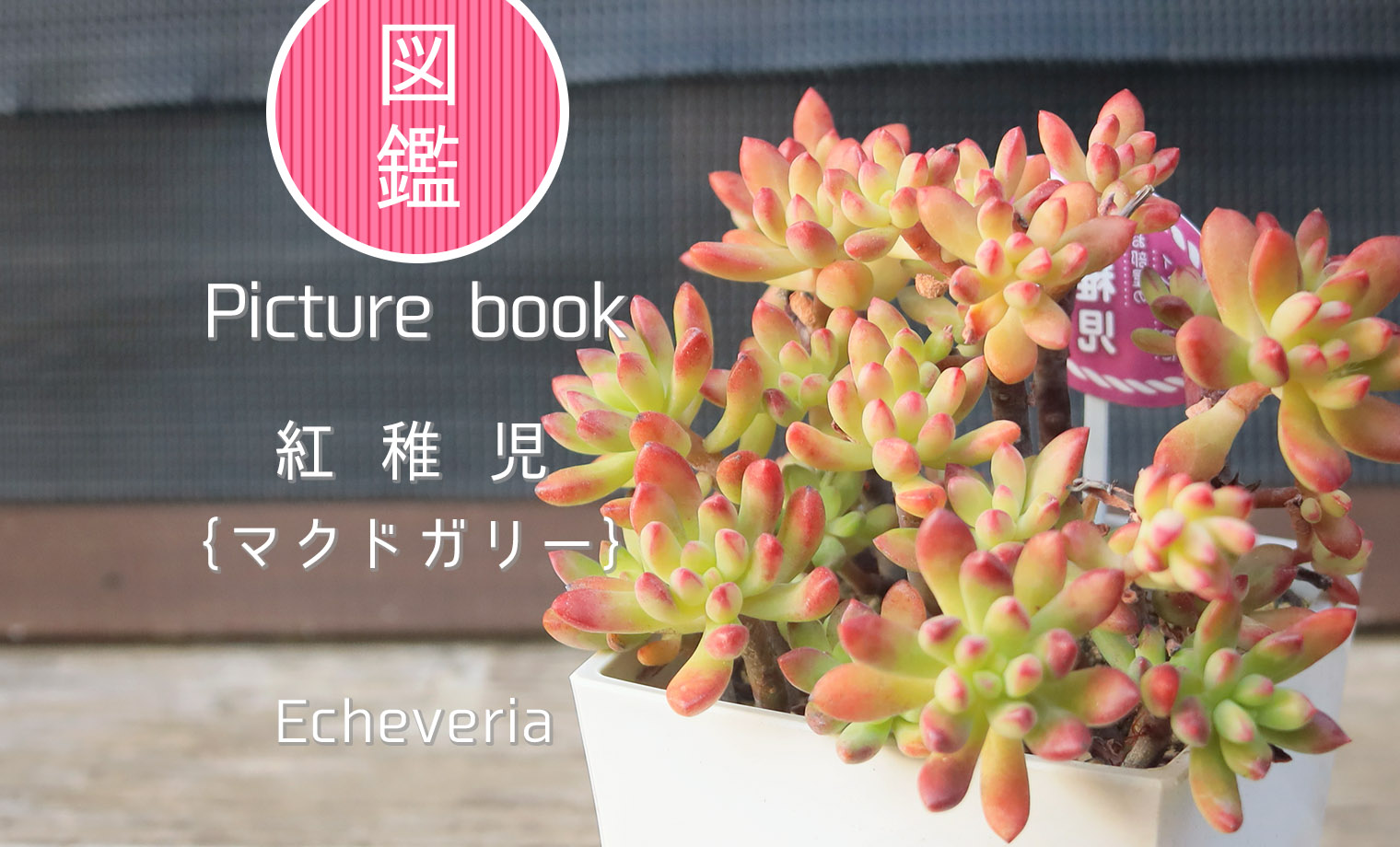 多肉図鑑】紅稚児（エケベリア属）