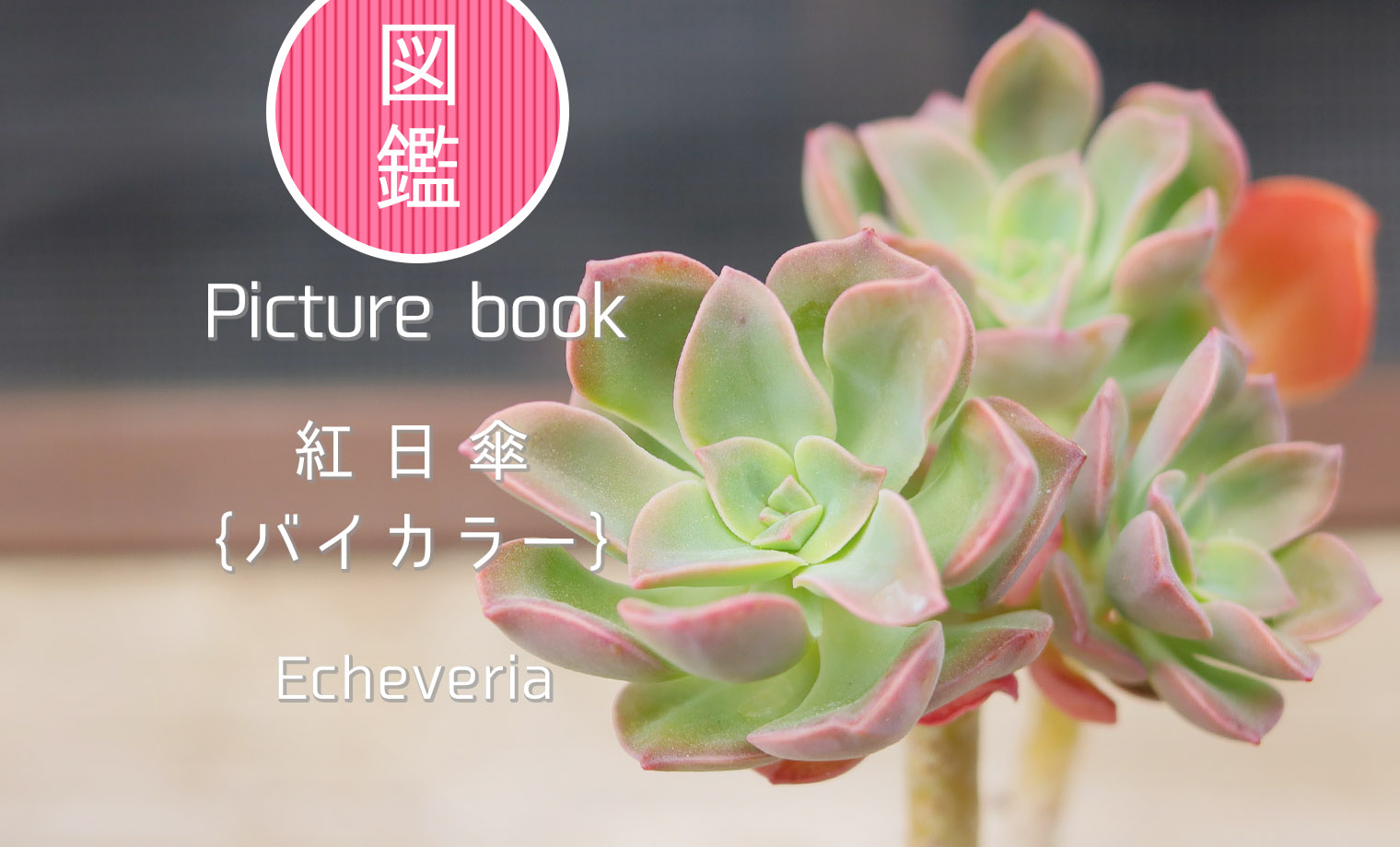 紅日傘｛バイカラー｝ | 山梨で多肉植物を育てるBLOG