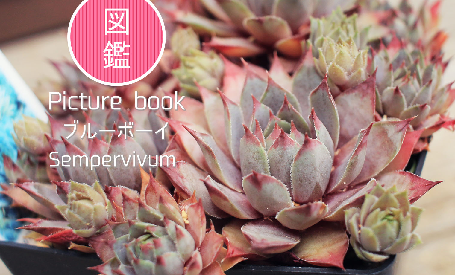 図鑑】ブルーボーイ｜センペルビウム属