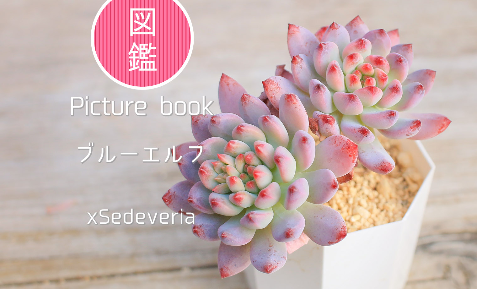 多肉図鑑】ブルーエルフ（セデベリア属）