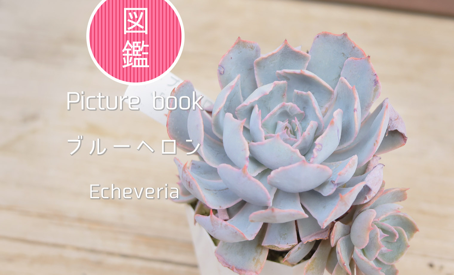 多肉図鑑】ブルーヘロン（エケベリア属）