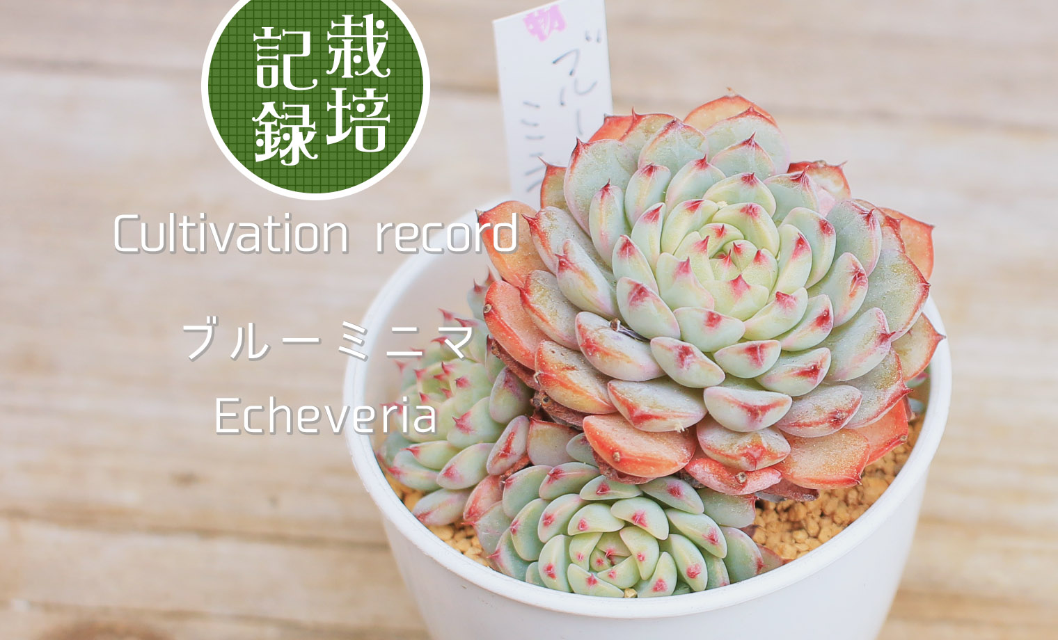 No.461 ❁ブルーミニマ❁ カット苗 多肉植物 寄せ植え No.461 ❁ブルー