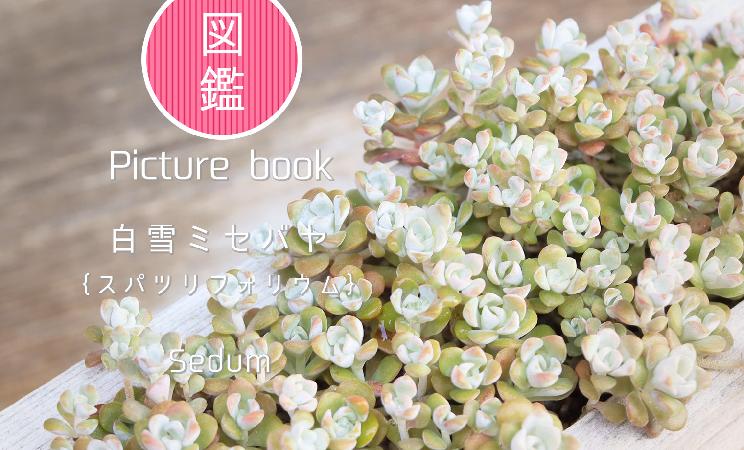 多肉図鑑】白雪ミセバヤ（セダム属）
