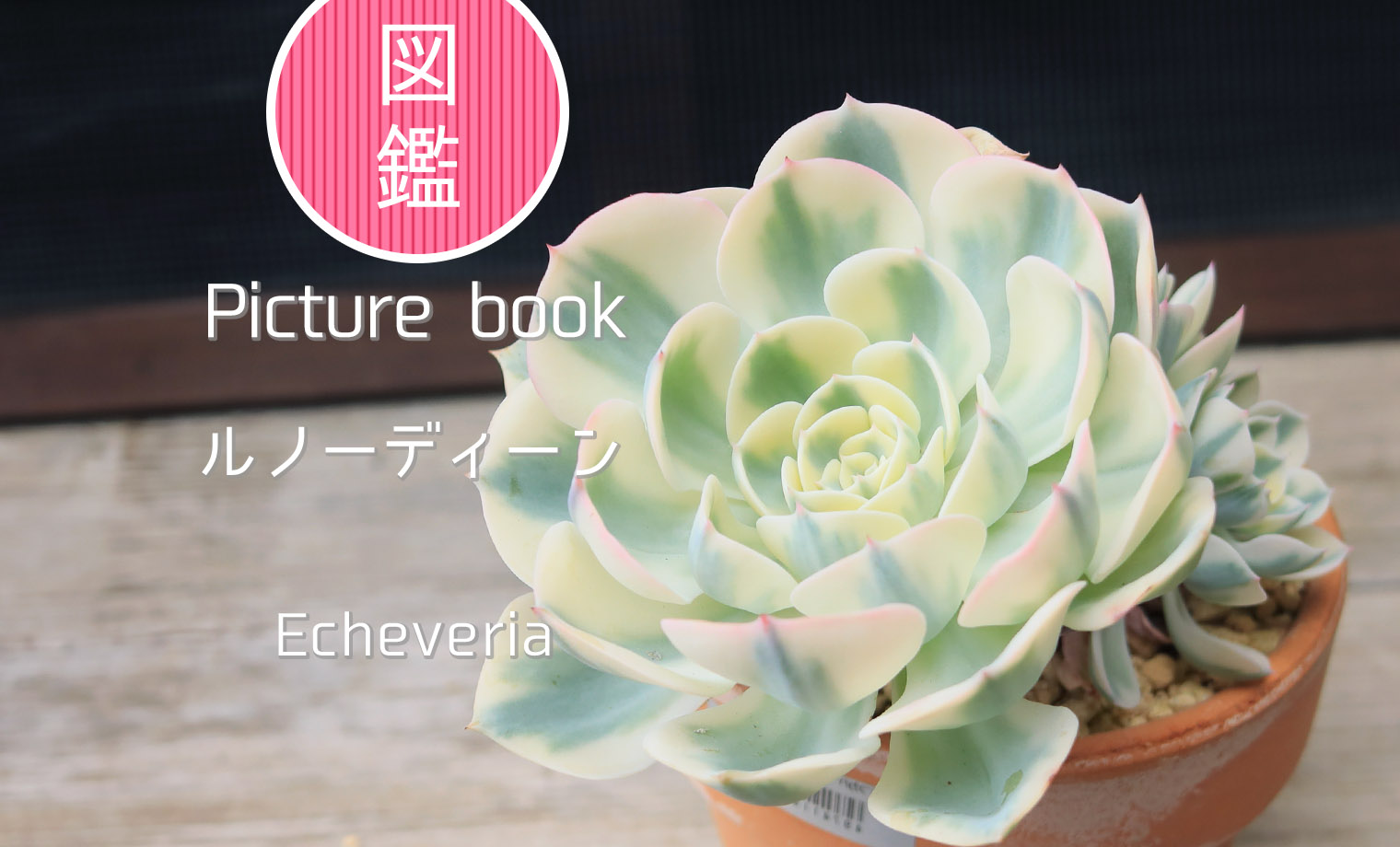 ルノーディーン | 山梨で多肉植物を育てるBLOG