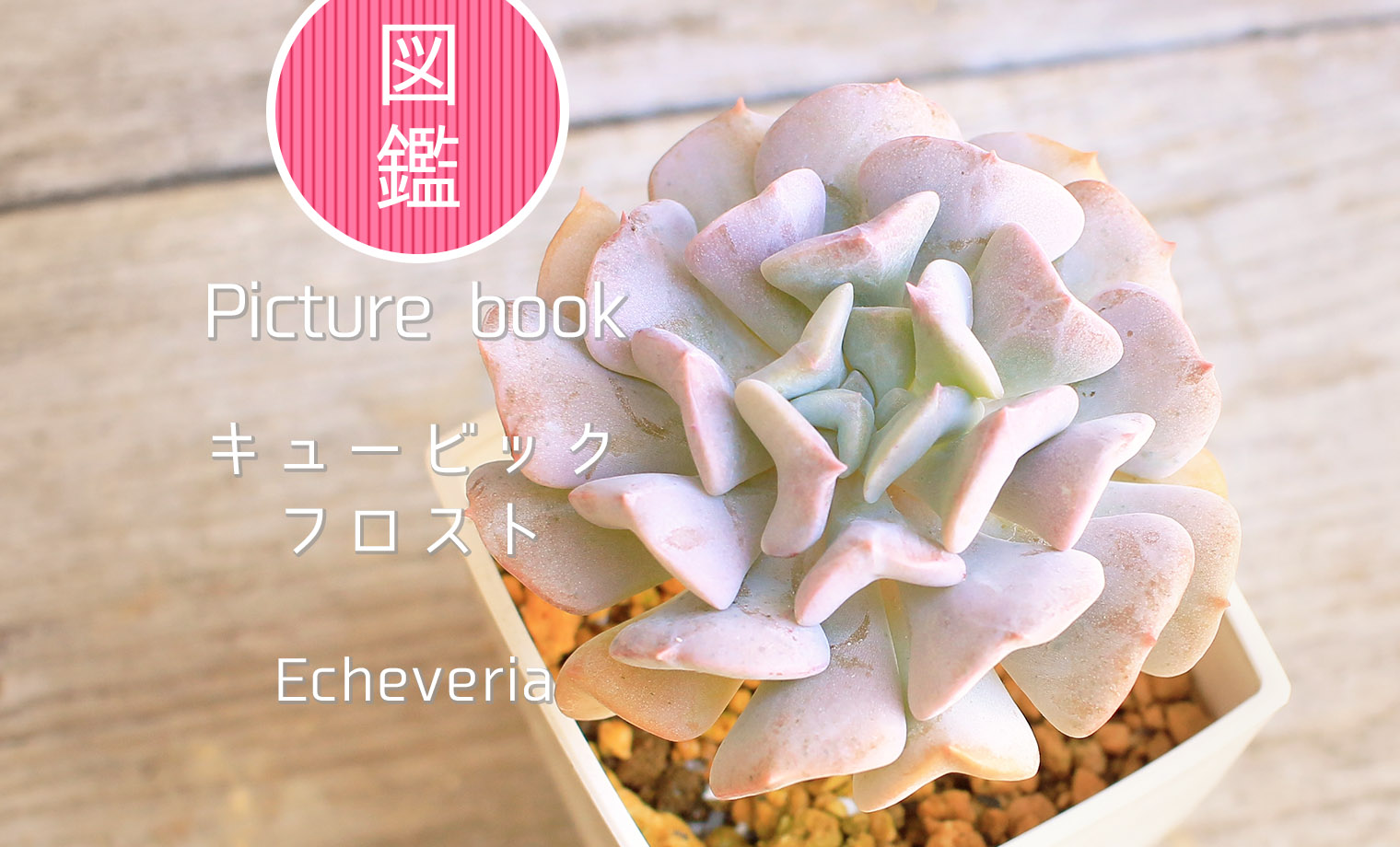 キュービックフロスト | 山梨で多肉植物を育てるBLOG