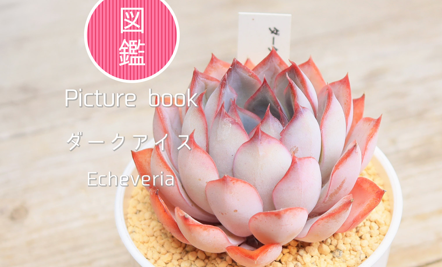多肉図鑑】ダークアイス（エケベリア属）