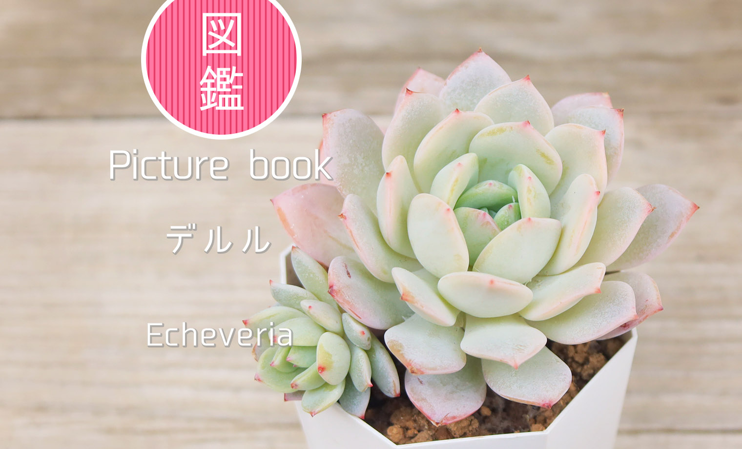 多肉図鑑】デルル（エケベリア属）