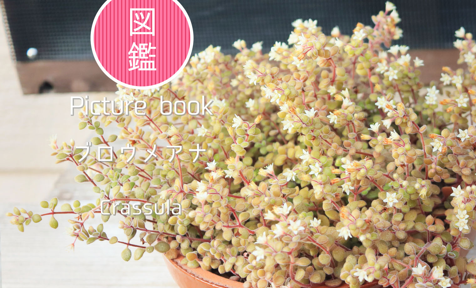 黄金花月 ブロウメアナ ブロウメアナ | 山梨で多肉植物を育てるBLOG