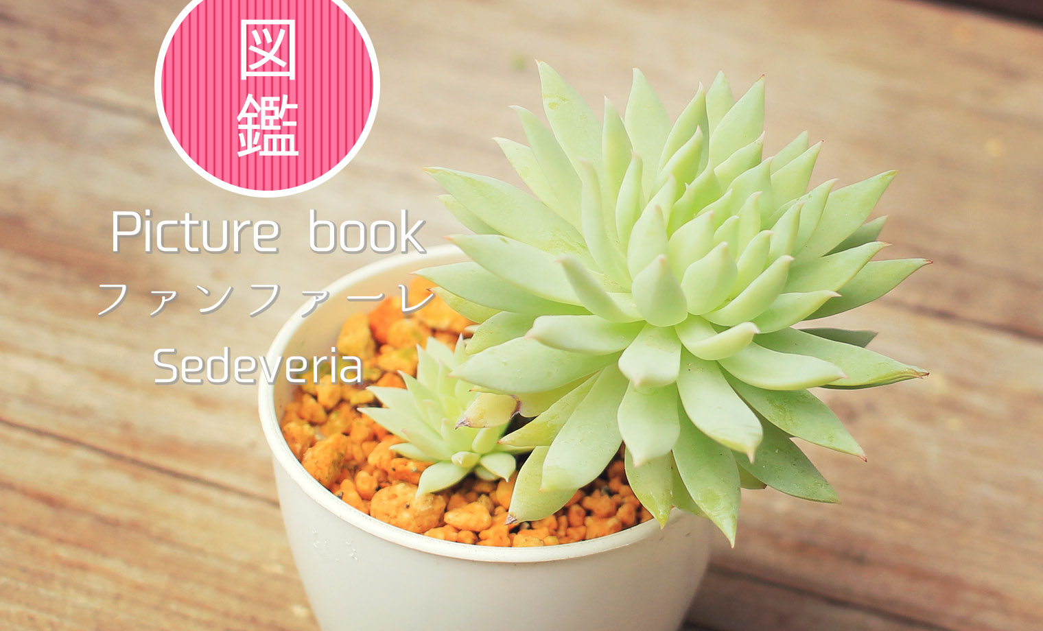 多肉植物 ファンファーレ 3株　抜き苗　セデベリア 図鑑】ファンファーレ｜セデベリア属