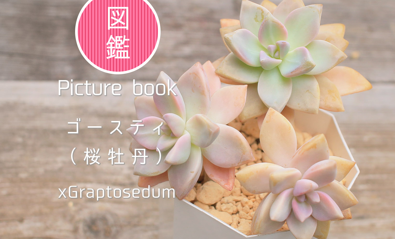 図鑑】ゴースティ（桜牡丹）｜グラプトセダム