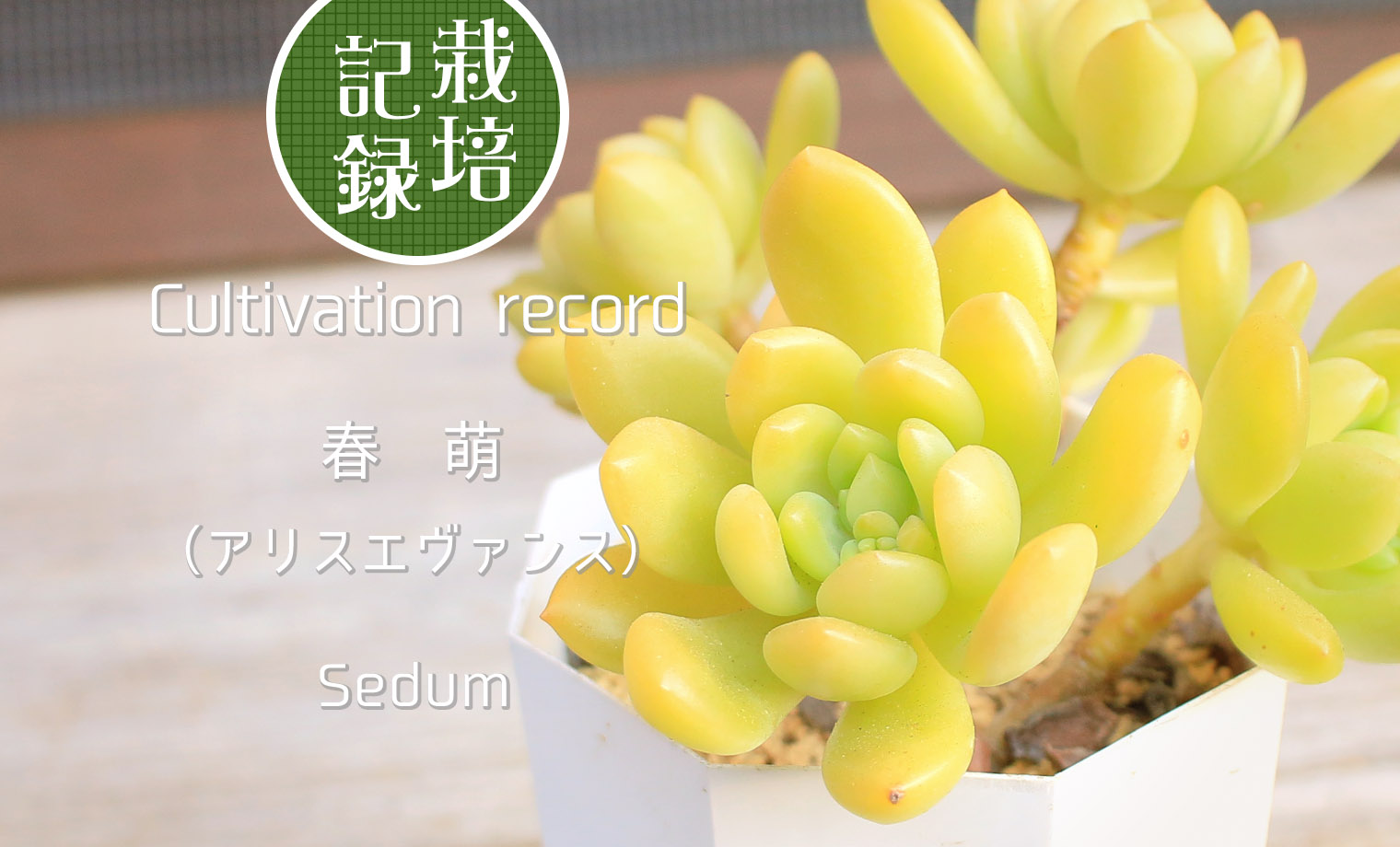 多肉植物春萌古株 春萌｜- ガーデニング用品や多肉植物、寄せ植えの通販サイト