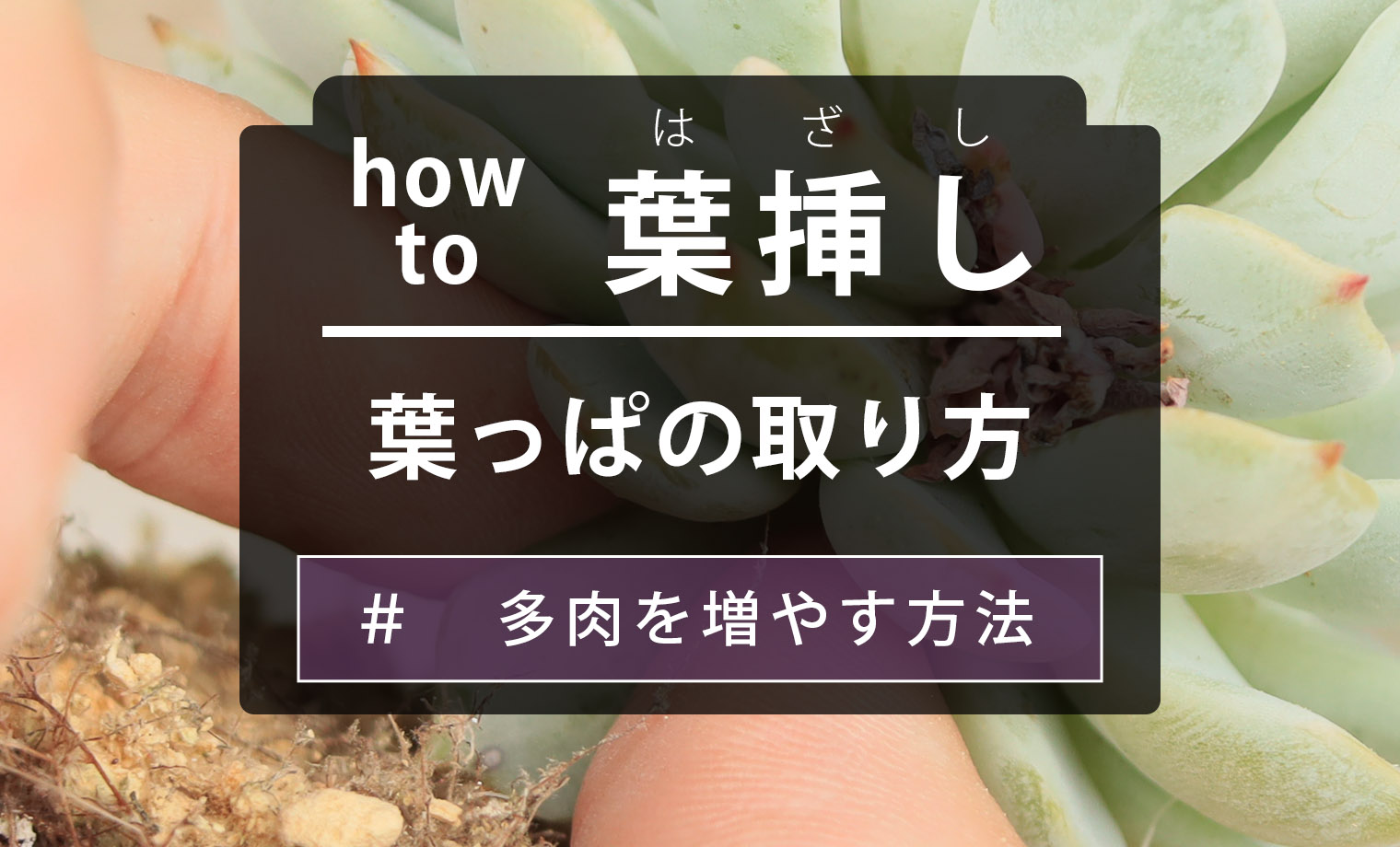 葉挿し】多肉植物の葉の取り方 | 山梨で多肉植物を育てるBLOG