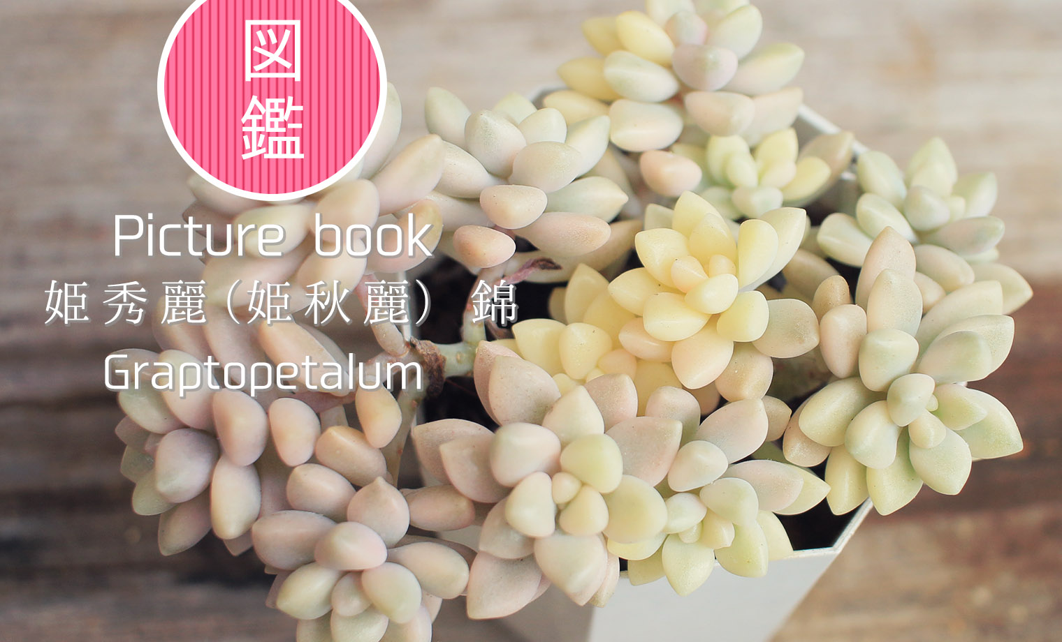 【訳あり特価】地植え育ちの姫秀麗 抜き苗 大量！ 多肉植物 図鑑】姫秀麗・錦｜グラプトペタルム属