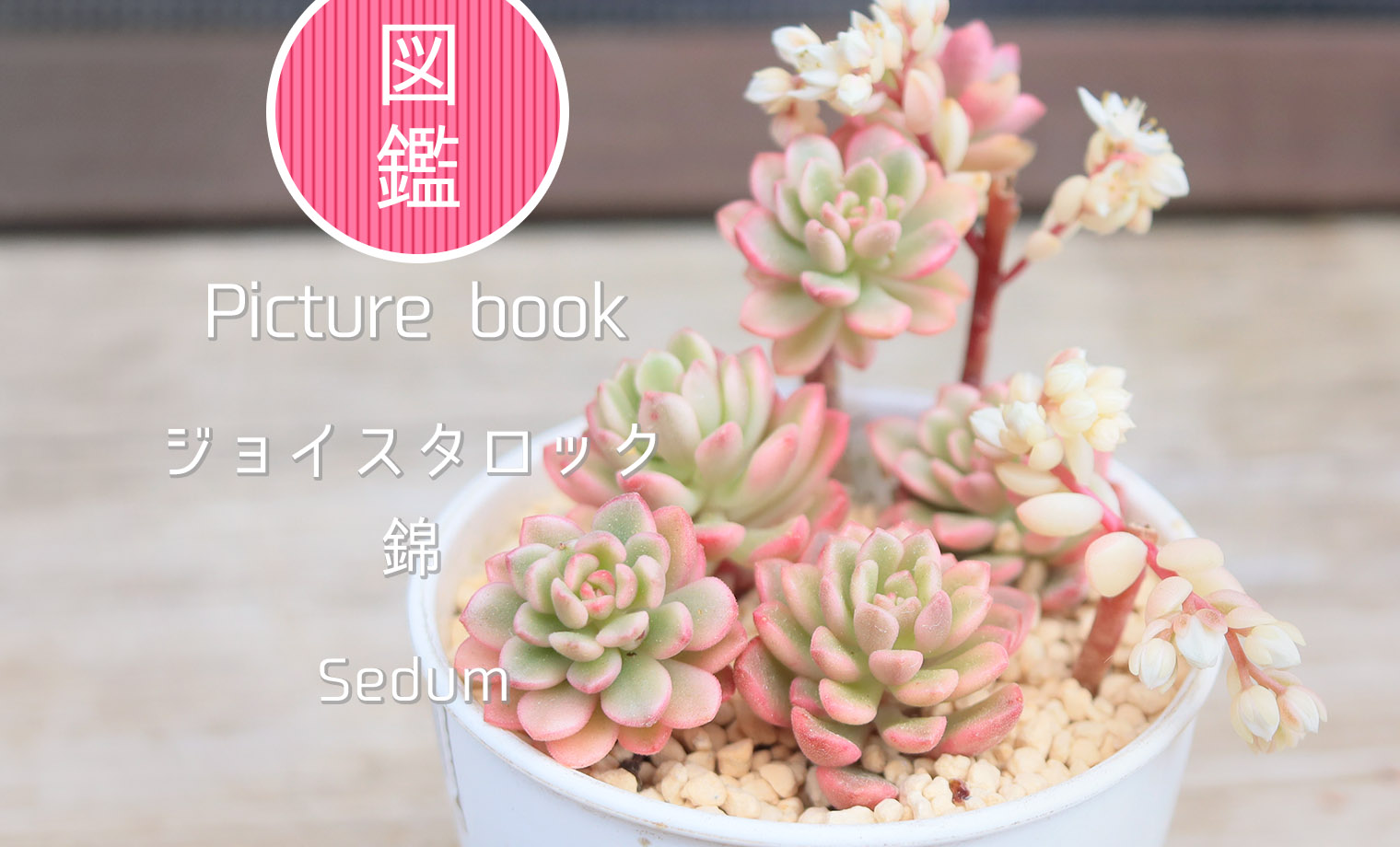 多肉図鑑】ジョイスタロック錦（セダム属）