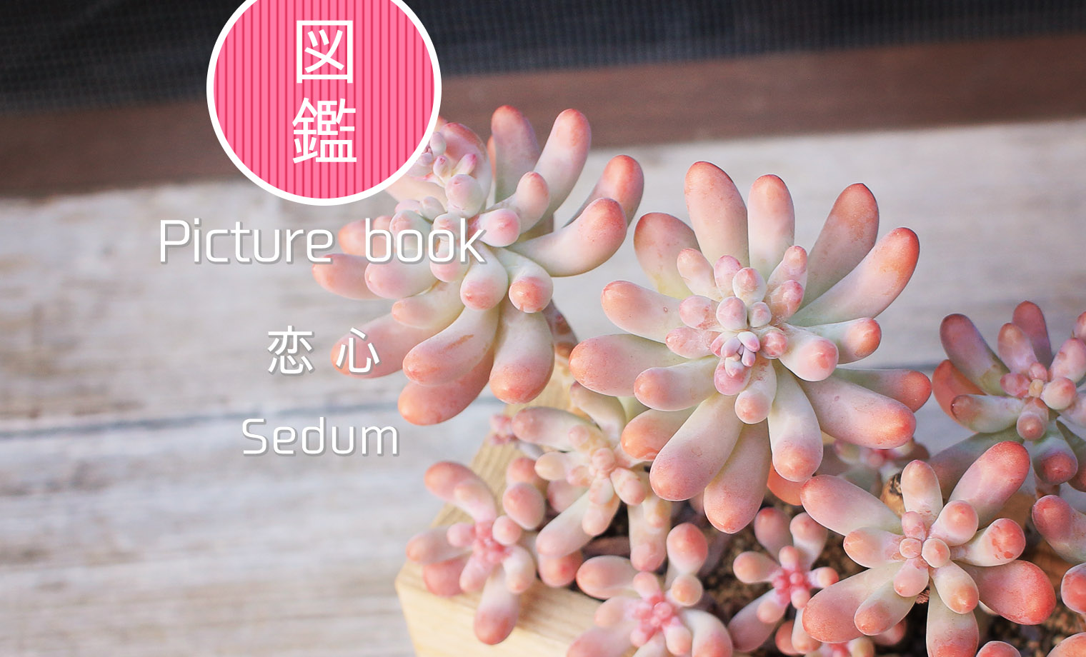 多肉図鑑】恋心（セダム属）