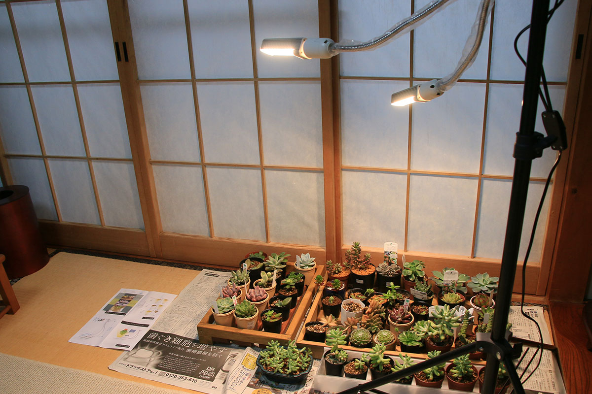 LED植物育成ライト… 多肉植物の葉っぱポロポロを救う | 山梨で多肉植物を育てるBLOG