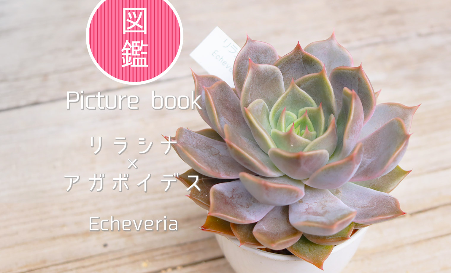 リラシナ×アガボイデス | 山梨で多肉植物を育てるBLOG