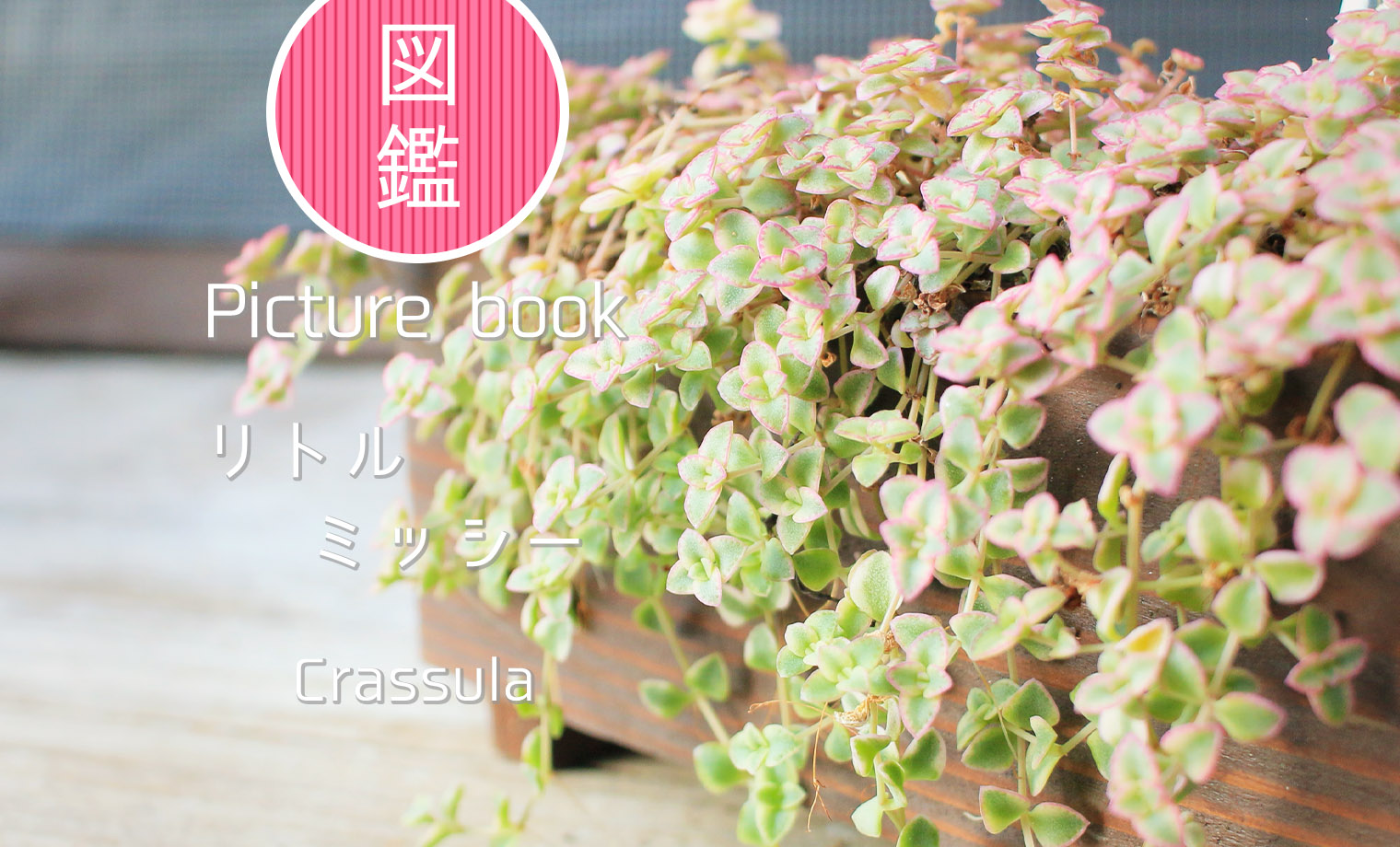 リトルミッシー | 山梨で多肉植物を育てるBLOG