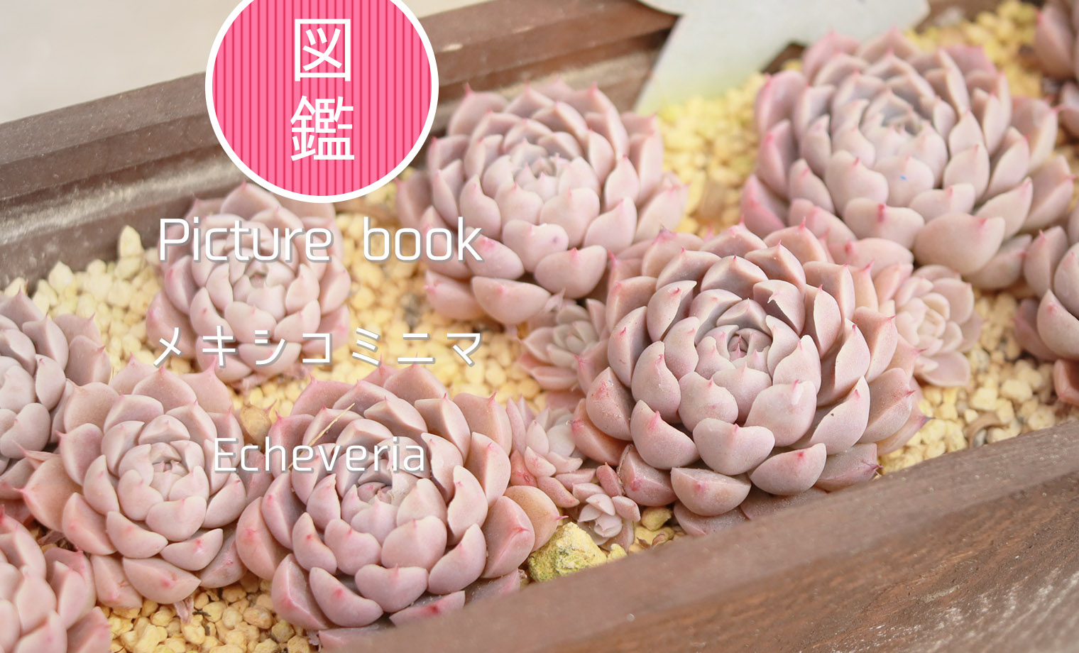 多肉植物　メキシコミニマ錦 メキシコミニマ | 山梨で多肉植物を育てるBLOG
