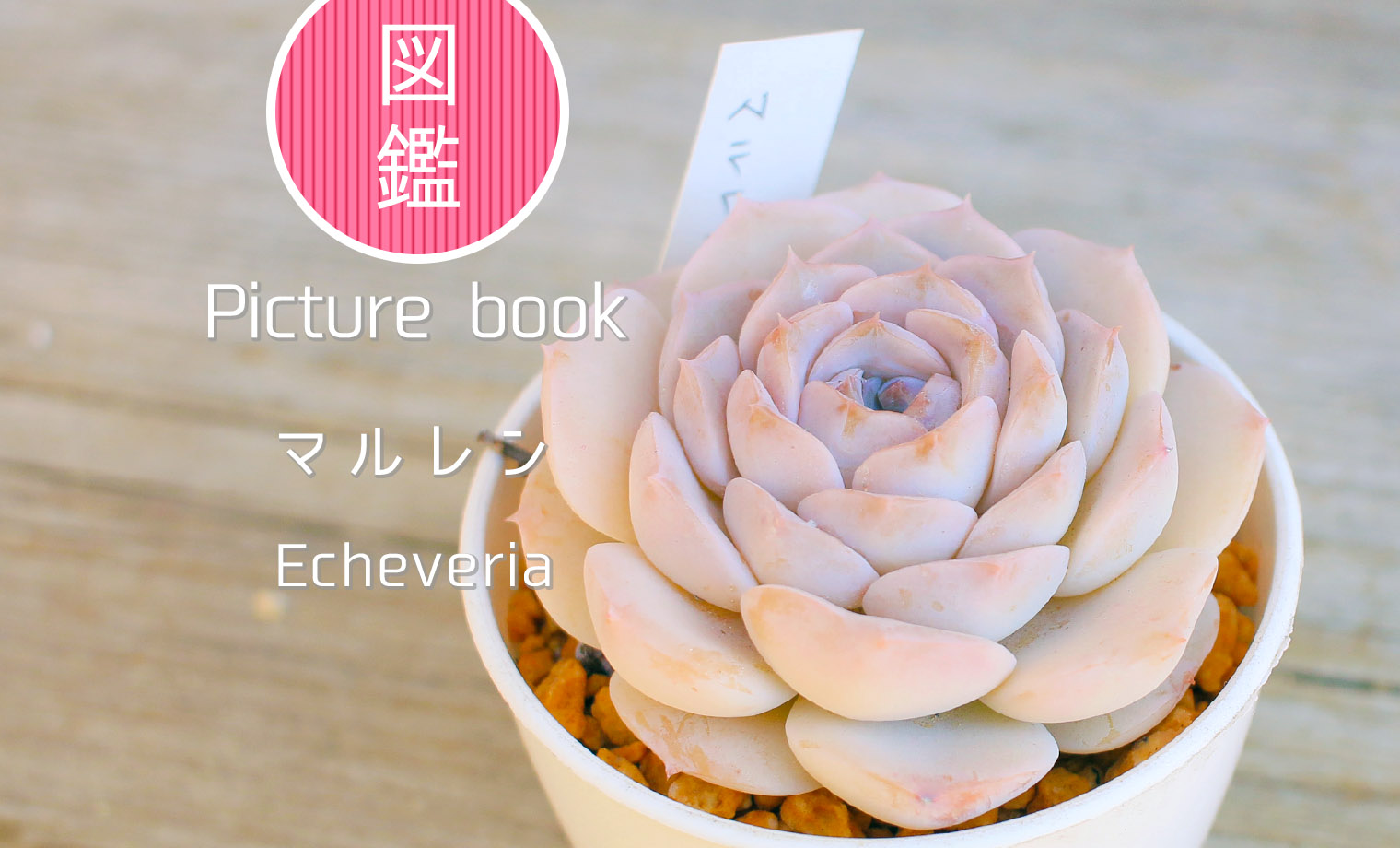 多肉植物24個 0912-D285 マルガン エケベリア カット苗 【公式通販】