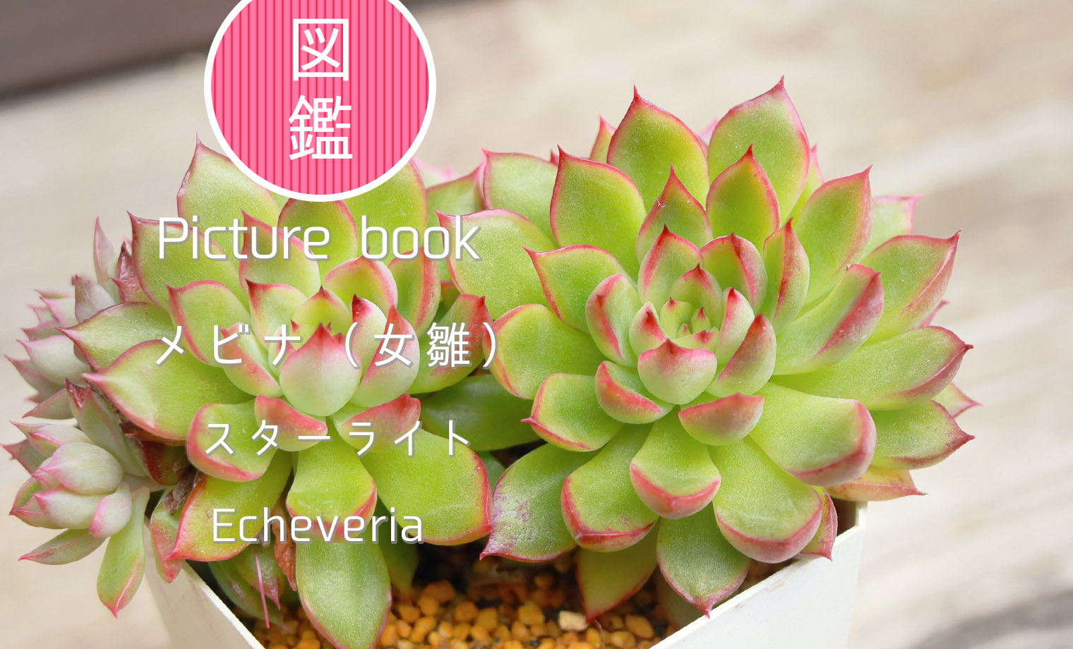 専用！多肉植物^o^  もりもり！スターライト メビナ（スターライト） | 山梨で多肉植物を育てるBLOG