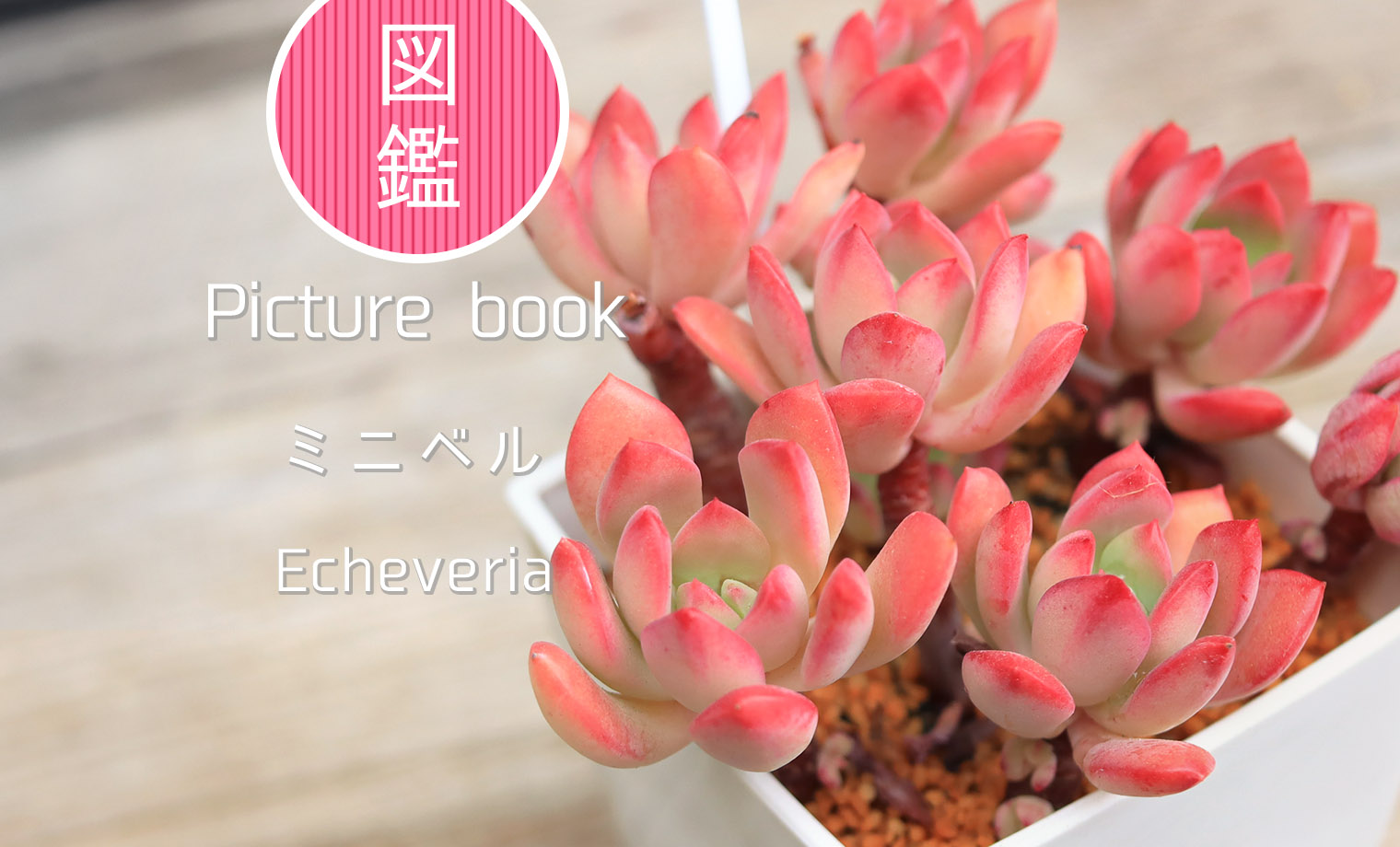 多肉図鑑】ミニベル（エケベリア属）
