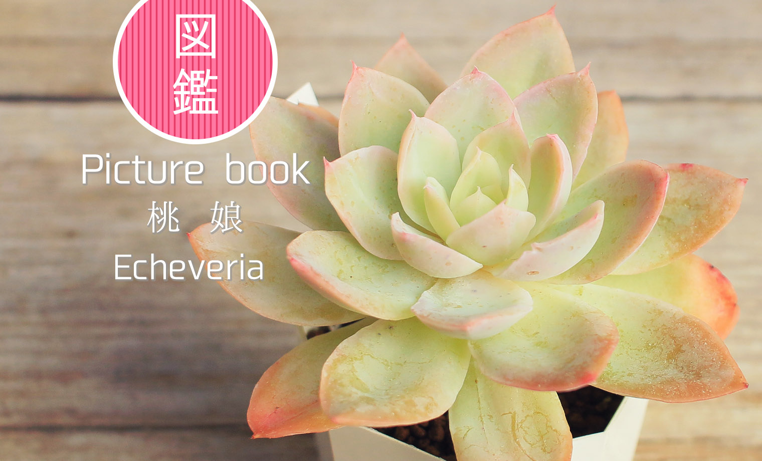 多肉図鑑】桃娘（エケベリア属）