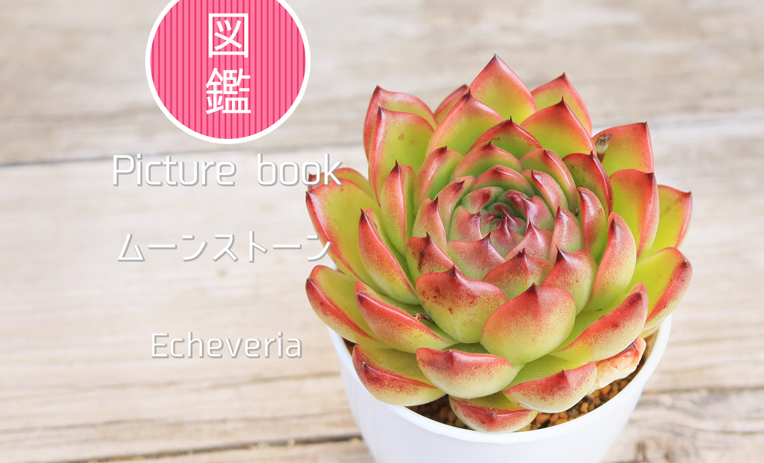 ムーンストーン | 山梨で多肉植物を育てるBLOG