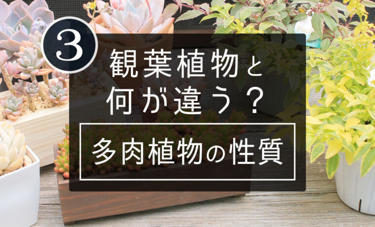 多肉植物の性質 観葉植物との違い 山梨で多肉植物を育てるblog