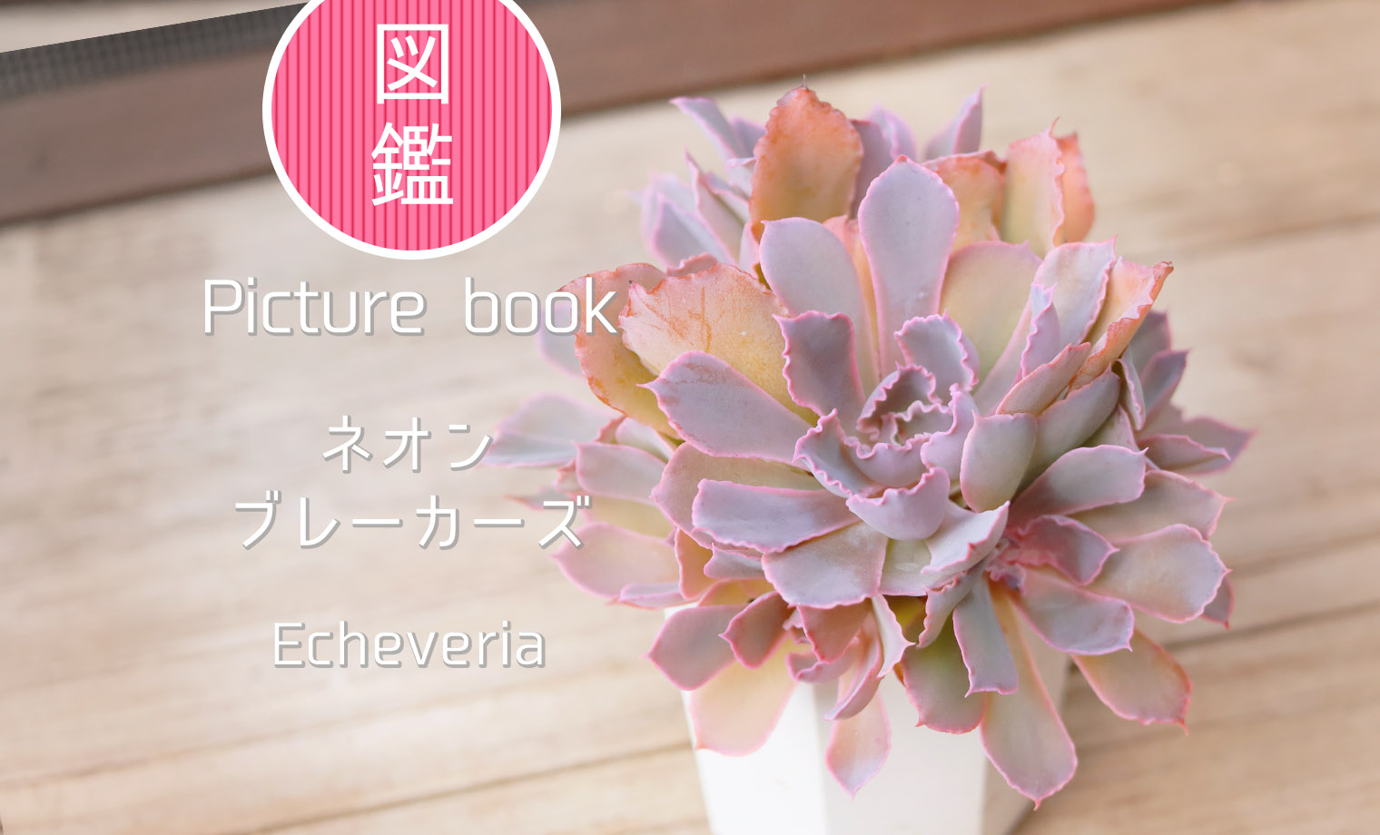 多肉植物 50苗 ネオンブレーカーズ ※抜き苗 多肉植物♡ネオンブレーカーズ 抜き苗 - メルカリ
