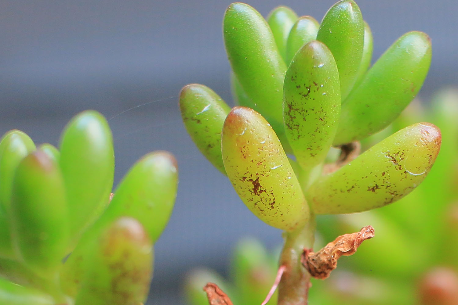 多肉植物の 斑点病 を調査中 山梨で多肉植物を育てるblog