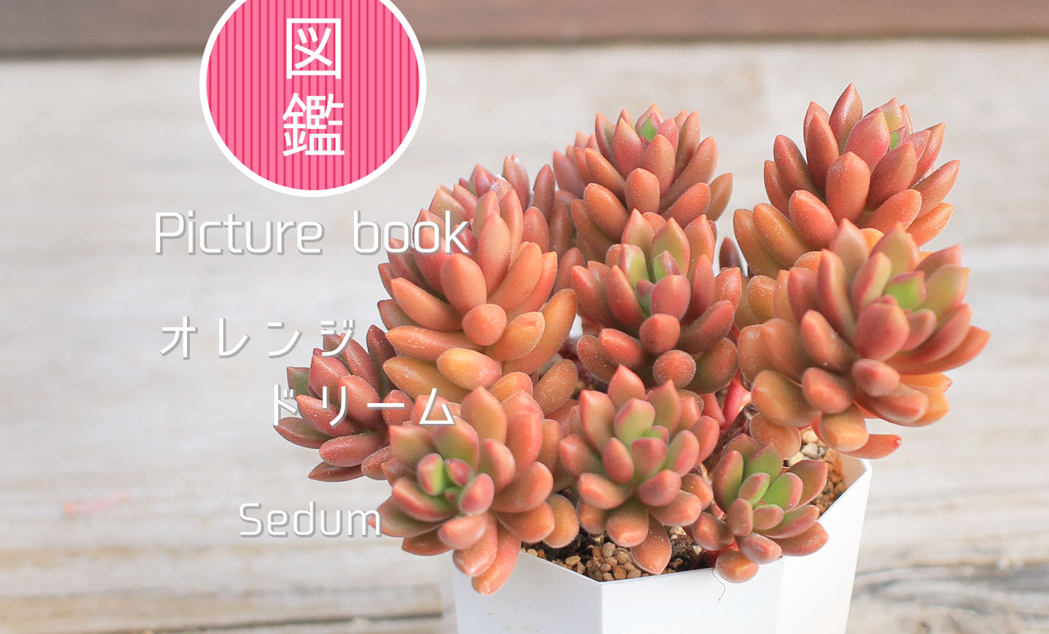 多肉図鑑】オレンジドリーム（セダム属）
