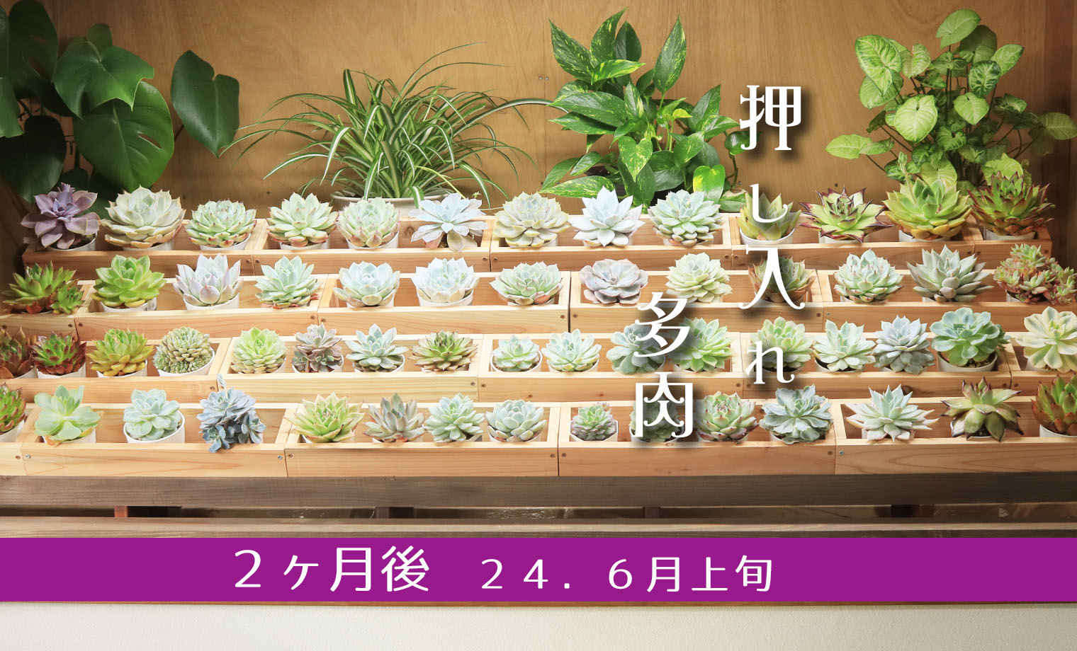 2ヶ月後】徒長がやってきた | 山梨で多肉植物を育てるBLOG