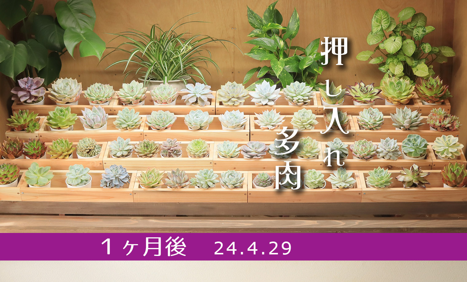 1ヶ月後】早くも綺麗なグリーンへ | 山梨で多肉植物を育てるBLOG