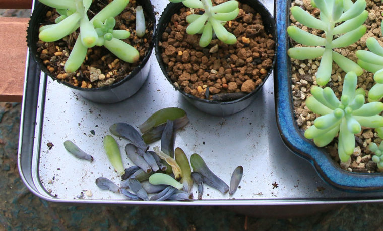 解決済 日照不足 乙女心 の葉がポロポロ落ちる件 山梨で多肉植物を育てるblog