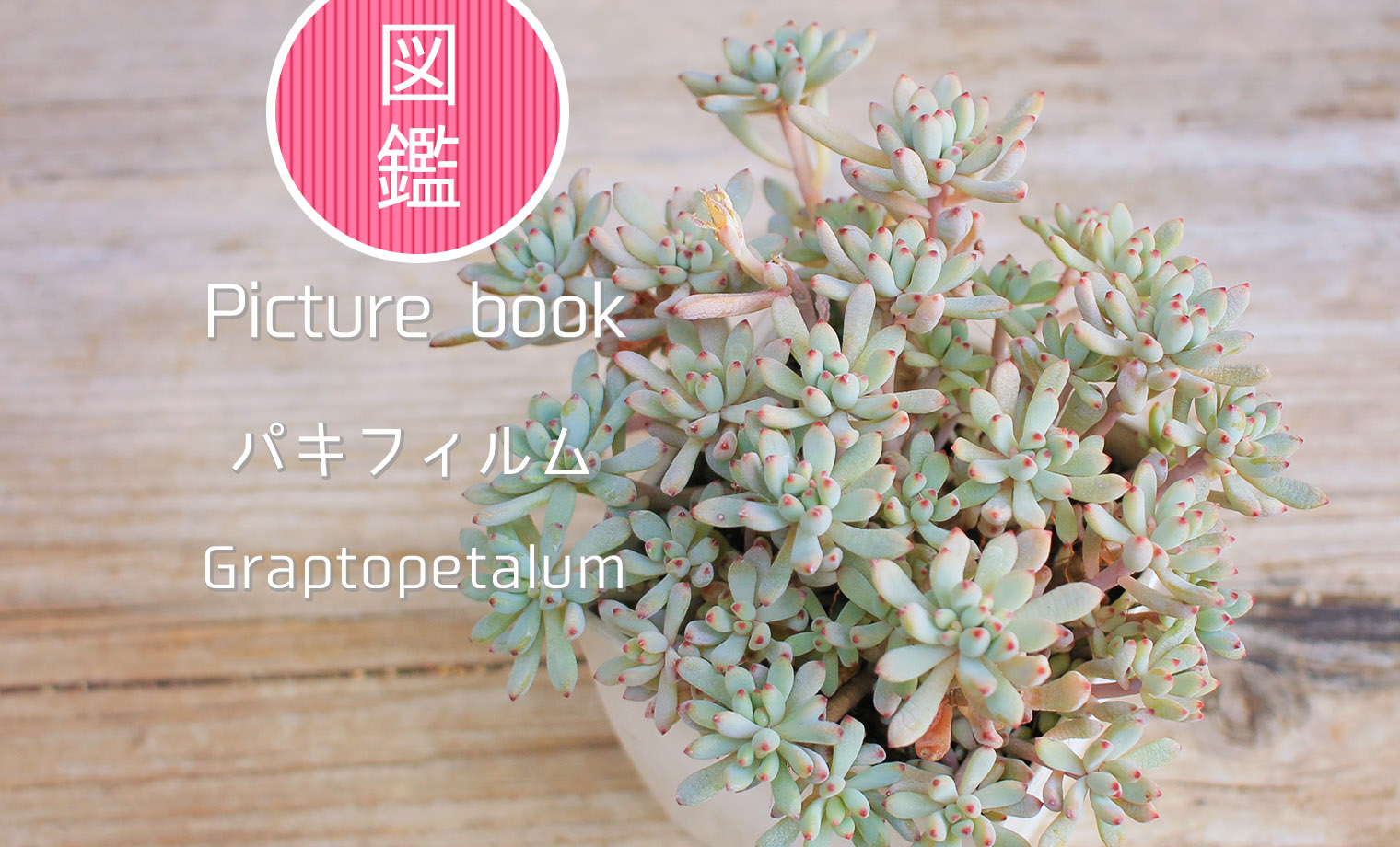 多肉図鑑】パキフィルム（グラプトペタルム属）
