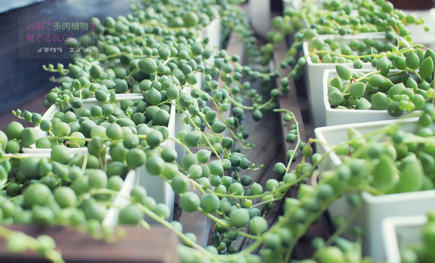 ピーチネックレス　抜き苗 グリーンネックレス&ピーチネックレスを育てる | 山梨で多肉植物を