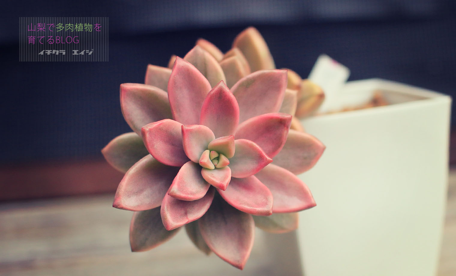 ピーチ姫② ブロンズ姫錦 カット苗 おまけ付き♡ 【公式通販】