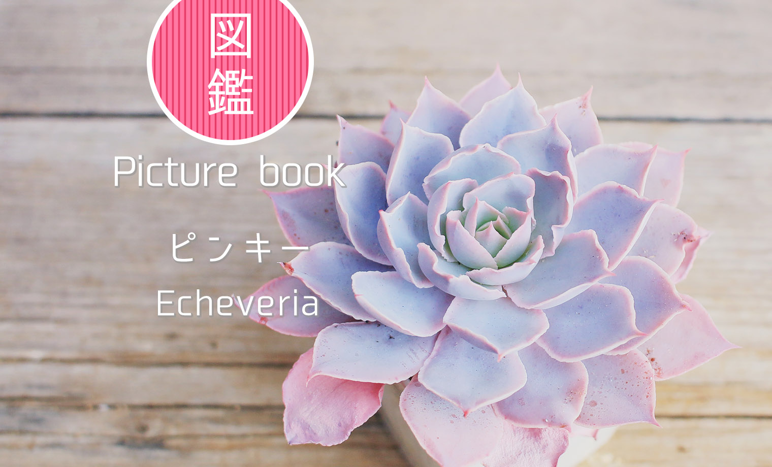 多肉図鑑】ピンキー（エケベリア属）