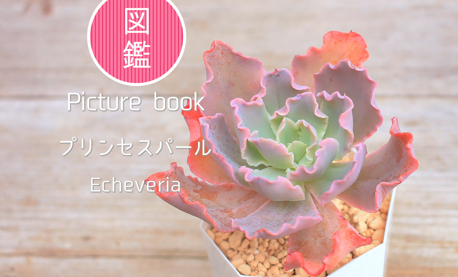 多肉植物❤️ プリンセスパール ❤️1頭19cm!拔き苗！セダム  おまけ 多肉図鑑】プリンセスパール（エケベリア属）